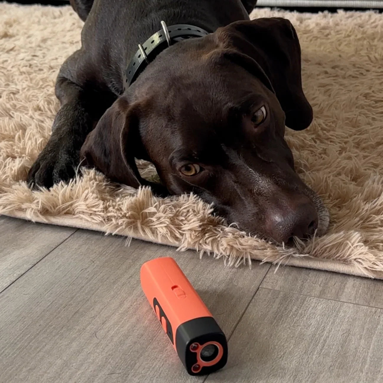 KlangBlitz | Stoppe das Bellen des Hundes mit einem Klick